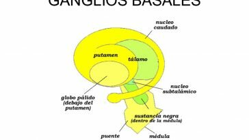 Los Ganglios Basales