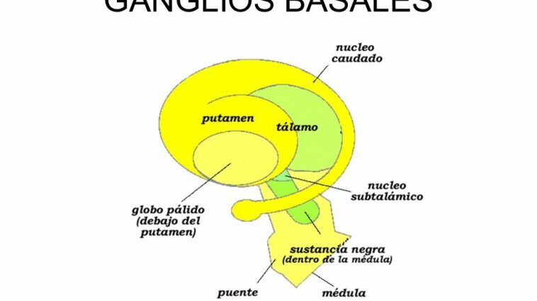 Los Ganglios Basales